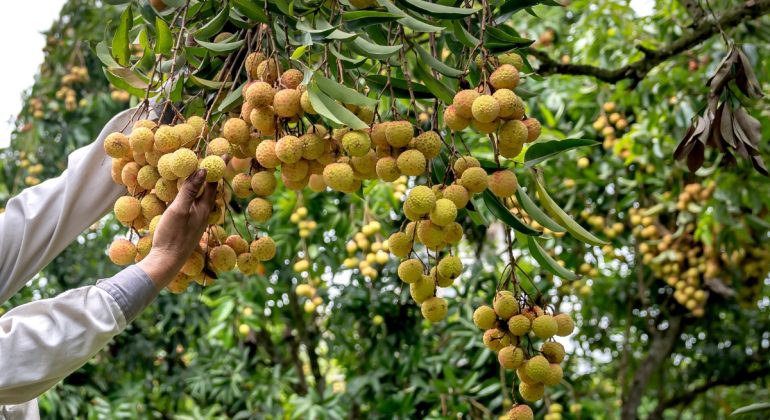 IPB DIGITANI - TANI DAN NELAYAN CENTER IPB UNIVERSITY - APAKAH PENJARANGAN BUAH PERLU DILAKUKAN?