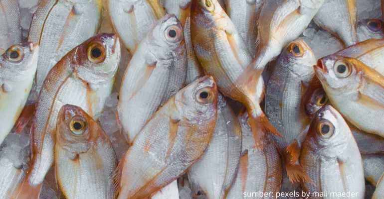 MENGAPA BENIH IKAN NILA MENDADAK MATI