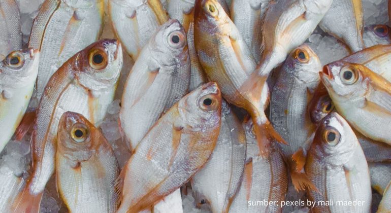 MENGAPA BENIH IKAN NILA MENDADAK MATI