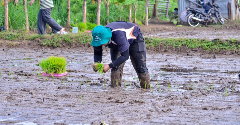 IPB DIGITANI - TANI DAN NELAYAN CENTER IPB UNIVERSITY - PENGUKURAN LAHAN DALAM BUDIDAYA PADI JAJAR LEGOWO PRESISI