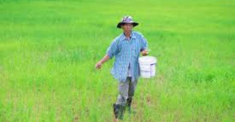 PENTINGNYA PEMUPUKAN LAHAN SAWAH SEBELUM DITANAMI PADI