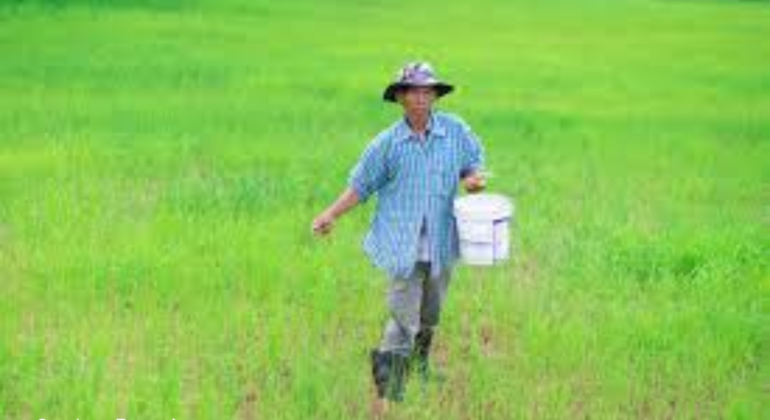 PENTINGNYA PEMUPUKAN LAHAN SAWAH SEBELUM DITANAMI PADI