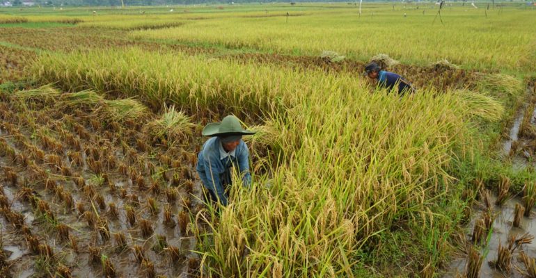 RANTAI EKOSISTEM LAHAN PERTANIAN INTERAKSI PENJAGA KESEIMBANGAN ALAM