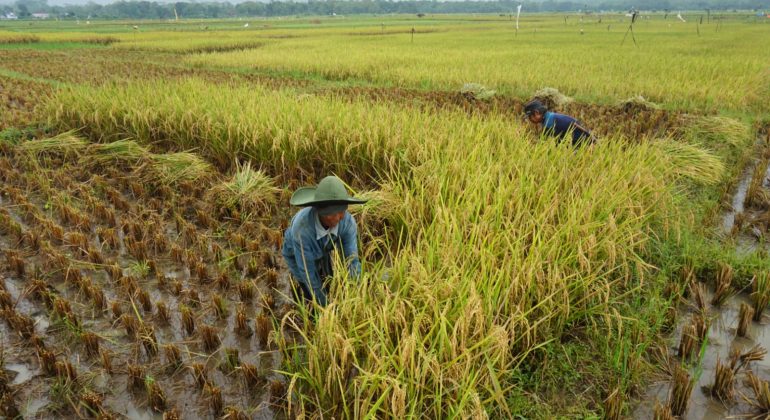 RANTAI EKOSISTEM LAHAN PERTANIAN INTERAKSI PENJAGA KESEIMBANGAN ALAM
