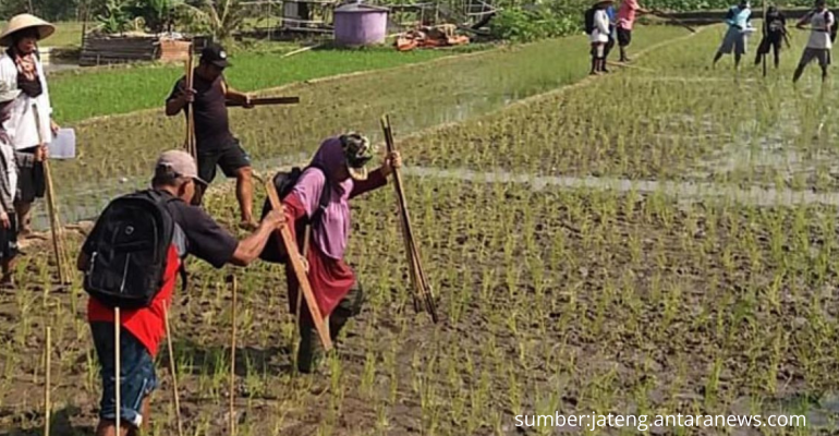 TEKNOLOGI DAN INOVASI PENGELOLAAN AGROEKOSISTEM SAWAH