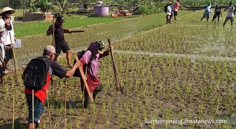 TEKNOLOGI DAN INOVASI PENGELOLAAN AGROEKOSISTEM SAWAH