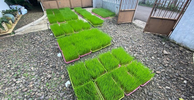 IPB DIGITANI - TANI DAN NELAYAN CENTER IPB UNIVERSITY - PENTINGNYA DRAINASE EFEKTIF UNTUK KEBERHASILAN PERSEMAIAN PADI NAMPAN PLASTIK