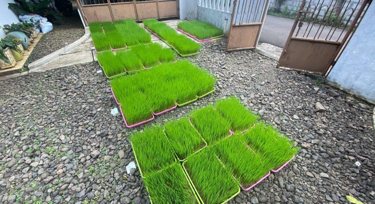 IPB DIGITANI - TANI DAN NELAYAN CENTER IPB UNIVERSITY - PENTINGNYA DRAINASE EFEKTIF UNTUK KEBERHASILAN PERSEMAIAN PADI NAMPAN PLASTIK