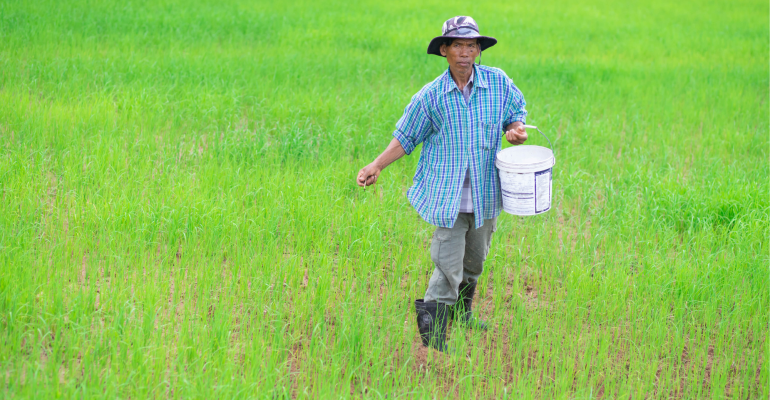 IPB DIGITANI - TANI DAN NELAYAN CENTER IPB UNIVERSITY - PENTINGNYA PEMUPUKAN LAHAN SAWAH SEBELUM DITANAMI PADI