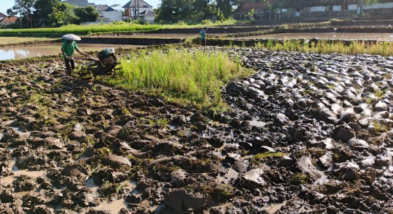 IPB DIGITANI - TANI DAN NELAYAN CENTER IPB UNIVERSITY - PERSIAPAN LAHAN DAN BENIH: LANGKAH AWAL MENUJU PANEN BERKUALITAS