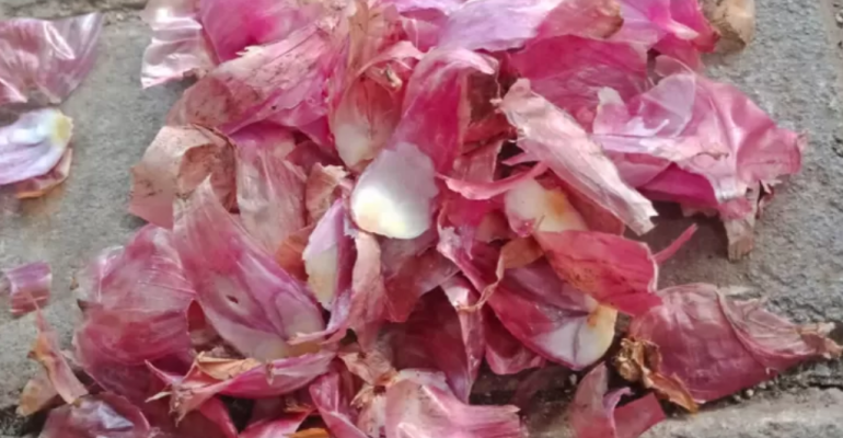 APAKAH LIMBAH BAWANG MERAH DAPAT DIOLAH MENJADI PUPUK ALAMI