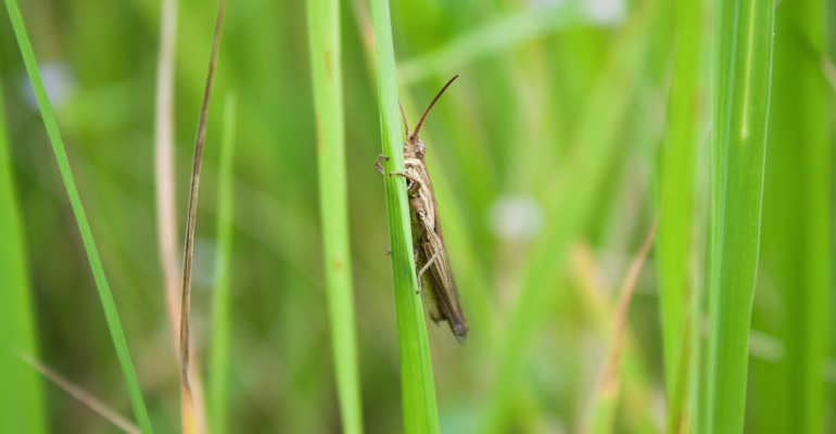 IPB DIGITANI - TANI DAN NELAYAN CENTER IPB UNIVERSITY - DETEKSI DINI DAN PENGAMATAN RUTIN: KUNCI KENDALIKAN SERANGAN OPT PADI