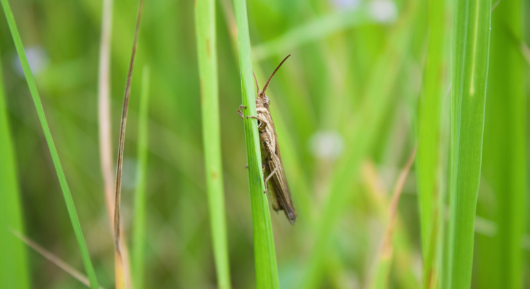 IPB DIGITANI - TANI DAN NELAYAN CENTER IPB UNIVERSITY - DETEKSI DINI DAN PENGAMATAN RUTIN: KUNCI KENDALIKAN SERANGAN OPT PADI