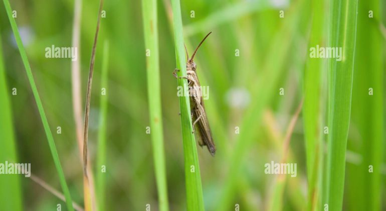 DETEKSI DINI DAN PENGAMATAN RUTIN KUNCI KENDALIKAN SERANGAN OPT PADI