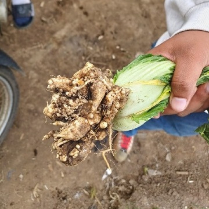 IPB DIGITANI - TANI DAN NELAYAN CENTER IPB UNIVERSITY - BAGAIMANA MENGATASI AKAR GADA PADA TANAMAN SAWI DI DATARAN TINGGI?