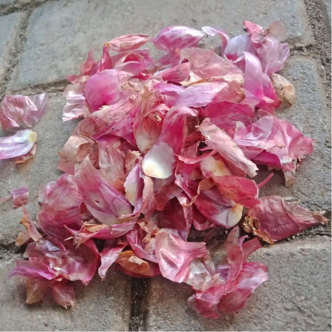 IPB DIGITANI - TANI DAN NELAYAN CENTER IPB UNIVERSITY - APAKAH LIMBAH BAWANG MERAH DAPAT DIOLAH MENJADI PUPUK ALAMI?