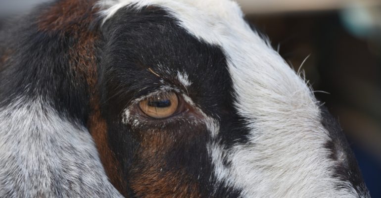 IPB DIGITANI - TANI DAN NELAYAN CENTER IPB UNIVERSITY - KENAPA MATA KAMBING BERAIR DAN MENGELUARKAN KOTORAN?