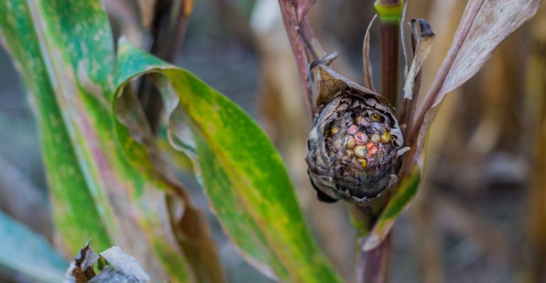 IPB DIGITANI - TANI DAN NELAYAN CENTER IPB UNIVERSITY - MENGAPA BATANG JAGUNG BERBAU BUSUK?