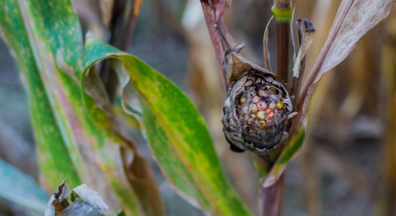 IPB DIGITANI - TANI DAN NELAYAN CENTER IPB UNIVERSITY - MENGAPA BATANG JAGUNG BERBAU BUSUK?