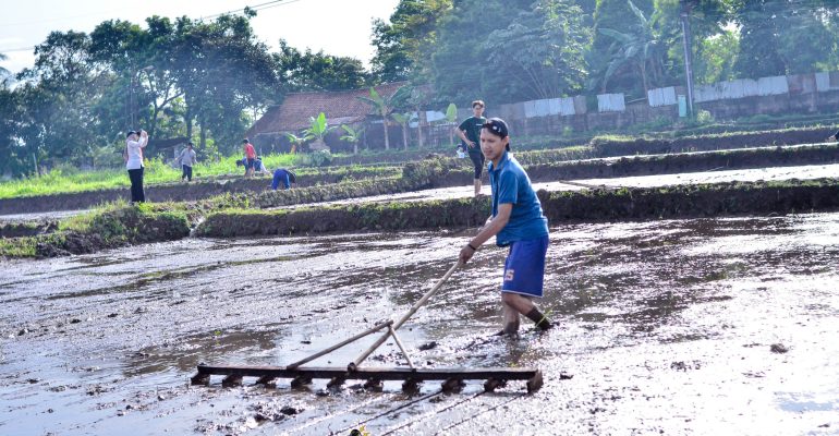 IPB DIGITANI - TANI DAN NELAYAN CENTER IPB UNIVERSITY - PENCAPLAKAN SAWAH: METODE, TUJUAN, DAN MANFAATNYA
