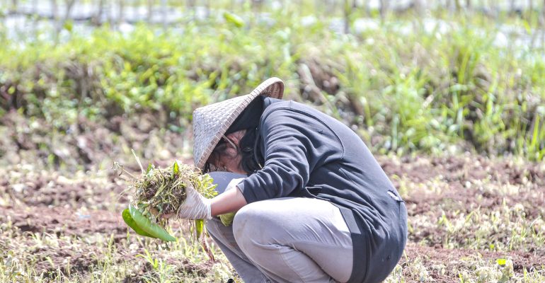 IPB DIGITANI - TANI DAN NELAYAN CENTER IPB UNIVERSITY - PERSIAPAN LAHAN YANG OPTIMAL UNTUK BUDIDAYA CABAI