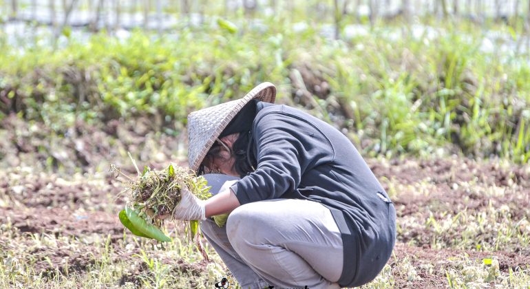 IPB DIGITANI - TANI DAN NELAYAN CENTER IPB UNIVERSITY - PERSIAPAN LAHAN YANG OPTIMAL UNTUK BUDIDAYA CABAI