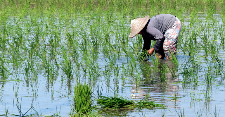 IPB DIGITANI - TANI DAN NELAYAN CENTER IPB UNIVERSITY - TEKNOLOGI DAN INOVASI PENGELOLAAN AGROEKOSISTEM SAWAH