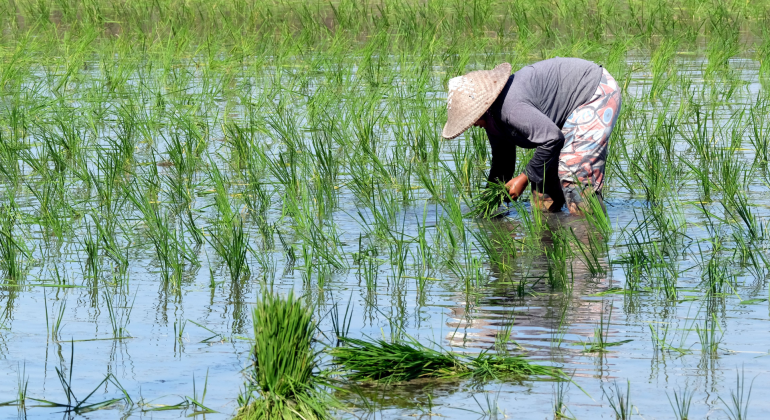 IPB DIGITANI - TANI DAN NELAYAN CENTER IPB UNIVERSITY - TEKNOLOGI DAN INOVASI PENGELOLAAN AGROEKOSISTEM SAWAH