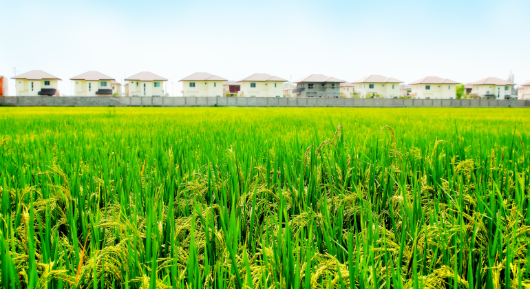 IPB DIGITANI - TANI DAN NELAYAN CENTER IPB UNIVERSITY - KOMPLEKSITAS JARING MAKANAN EKOSISTEM PADI