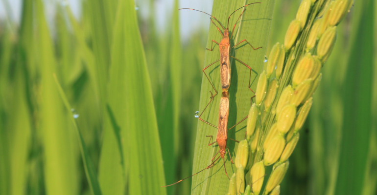 IPB DIGITANI - TANI DAN NELAYAN CENTER IPB UNIVERSITY - PENGENDALIAN HAMA DAN PENYAKIT TANAMAN PADI