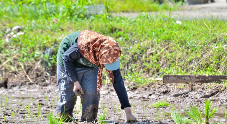 IPB DIGITANI - TANI DAN NELAYAN CENTER IPB UNIVERSITY - TAHAP PENANAMAN PADI SERTA CARA MERAWATNYA