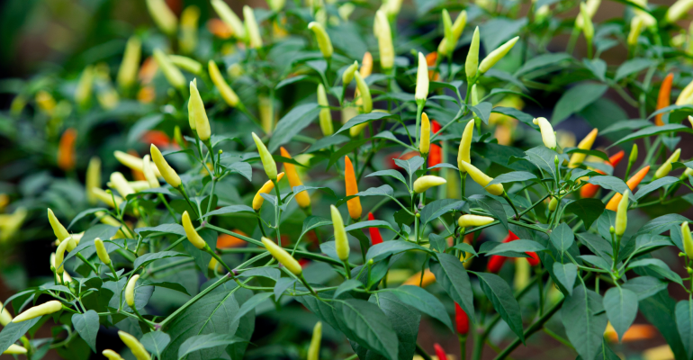 IPB DIGITANI - TANI DAN NELAYAN CENTER IPB UNIVERSITY - BEGINI CARA SEMAI CABAI AGAR HASIL OPTIMAL