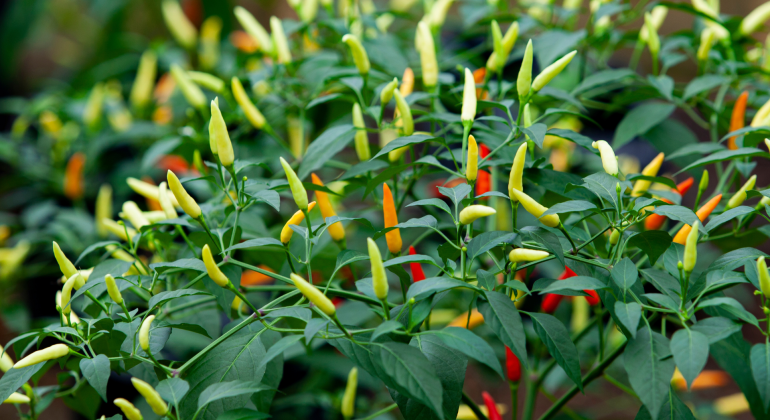 IPB DIGITANI - TANI DAN NELAYAN CENTER IPB UNIVERSITY - BEGINI CARA SEMAI CABAI AGAR HASIL OPTIMAL