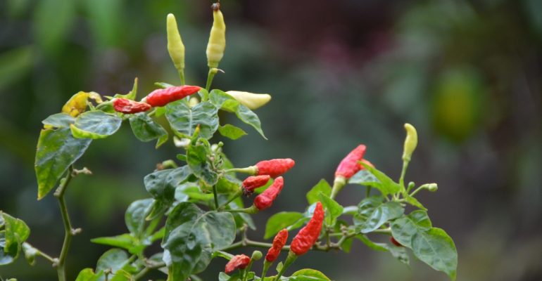 IPB DIGITANI - TANI DAN NELAYAN CENTER IPB UNIVERSITY - BAGAIMANA CARA MERAWAT BUNGA CABAI AGAR TIDAK RONTOK SAAT BERBUAH?