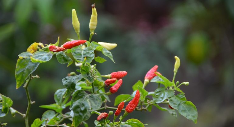 IPB DIGITANI - TANI DAN NELAYAN CENTER IPB UNIVERSITY - BAGAIMANA CARA MERAWAT BUNGA CABAI AGAR TIDAK RONTOK SAAT BERBUAH?