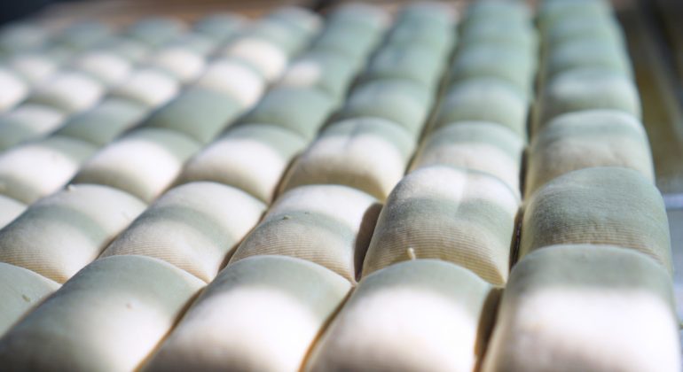 IPB DIGITANI - TANI DAN NELAYAN CENTER IPB UNIVERSITY - APAKAH AMPAS TAHU BISA MENGGANTIKAN AB MIX HIDROPONIK?