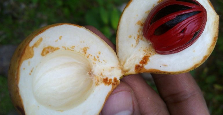 IPB DIGITANI - TANI DAN NELAYAN CENTER IPB UNIVERSITY - MENGAPA BUAH PALA MUDA RONTOK DAN MENGANDUNG BULIR HITAM?