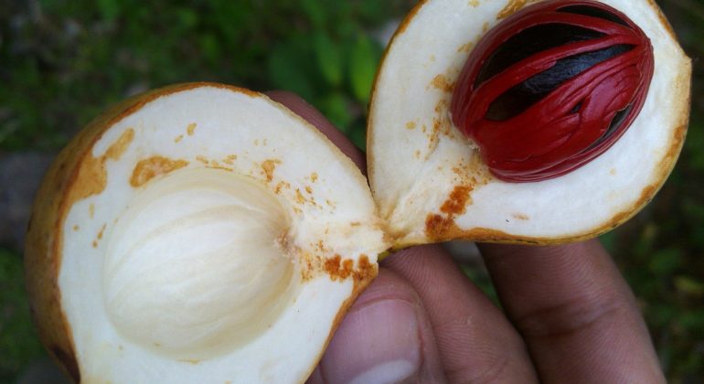 IPB DIGITANI - TANI DAN NELAYAN CENTER IPB UNIVERSITY - MENGAPA BUAH PALA MUDA RONTOK DAN MENGANDUNG BULIR HITAM?