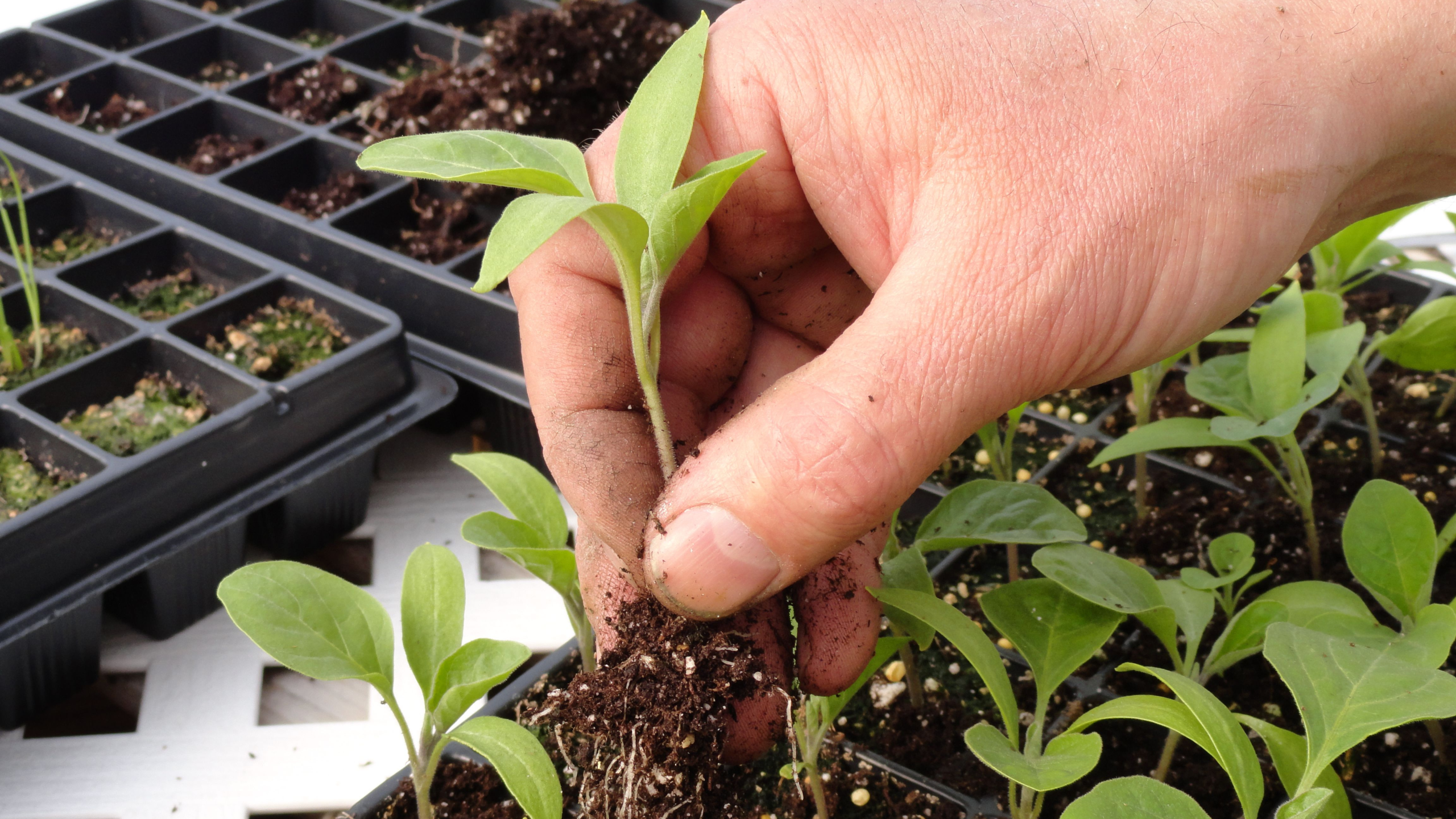 JANGAN SALAH LANGKAH SAAT PINDAH TANAM CABAI RAWIT!