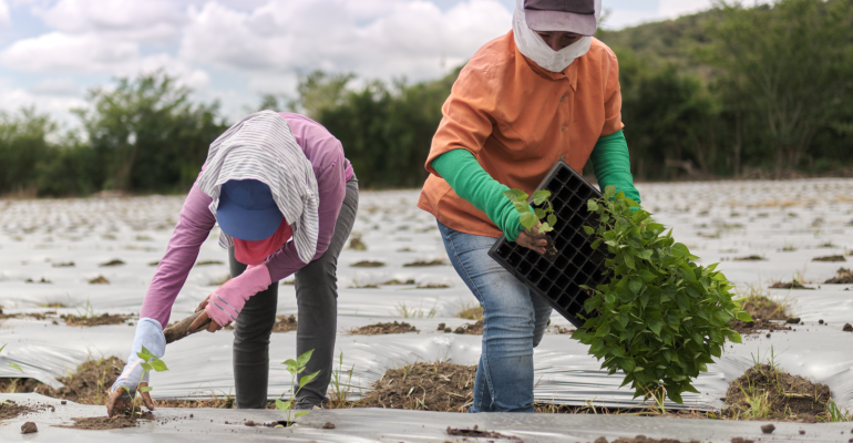 JANGAN SALAH LANGKAH SAAT PINDAH TANAM CABAI RAWIT!