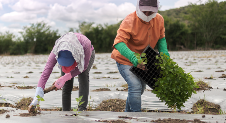 JANGAN SALAH LANGKAH SAAT PINDAH TANAM CABAI RAWIT!