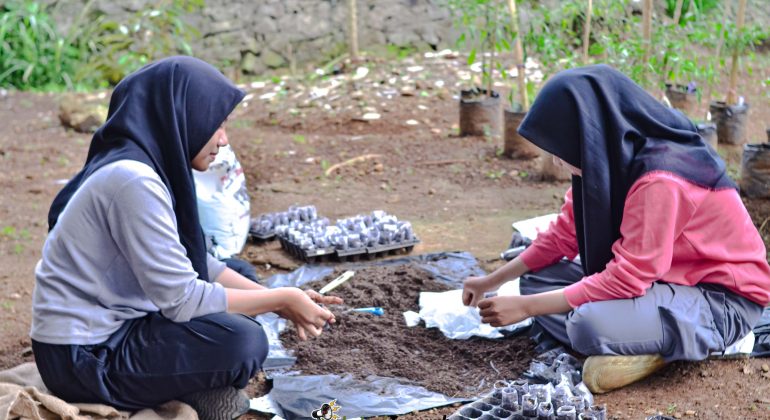 CABAI SEHAT DIMULAI DARI PERSEMAIAN YANG CERMAT 