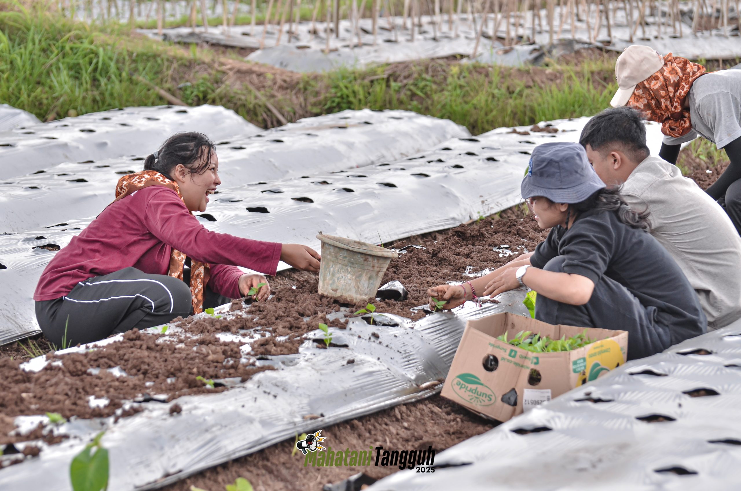 STRES BIBIT CABAI SETELAH PINDAH TANAM SERING DIABAIKAN, PADAHAL DAMPAKNYA BESAR