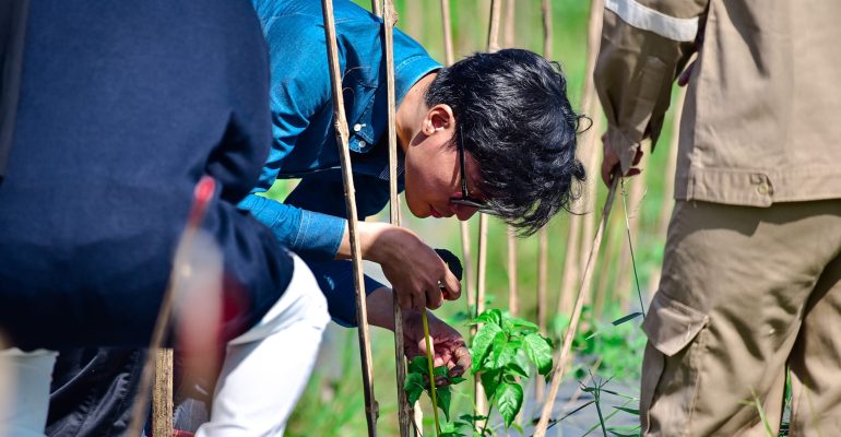 STRES BIBIT CABAI SETELAH PINDAH TANAM SERING DIABAIKAN, PADAHAL DAMPAKNYA BESAR