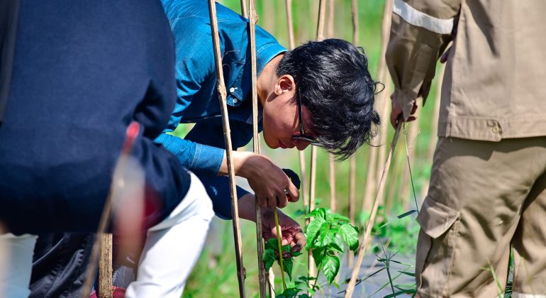 STRES BIBIT CABAI SETELAH PINDAH TANAM SERING DIABAIKAN, PADAHAL DAMPAKNYA BESAR
