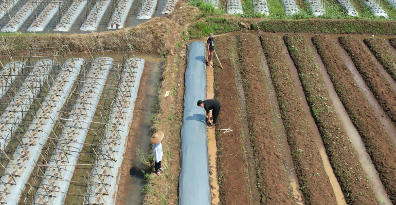 PETANI CABAI RAWIT WAJIB TAHU! MANFAAT MULSA YANG TIDAK BANYAK DISADARI
