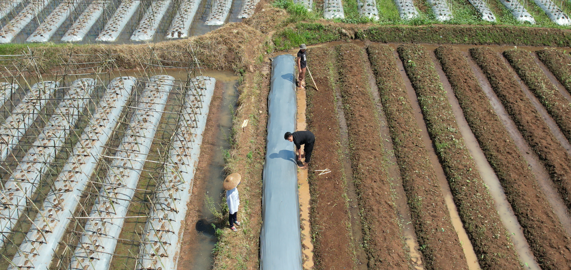 PETANI CABAI RAWIT WAJIB TAHU! MANFAAT MULSA YANG TIDAK BANYAK DISADARI
