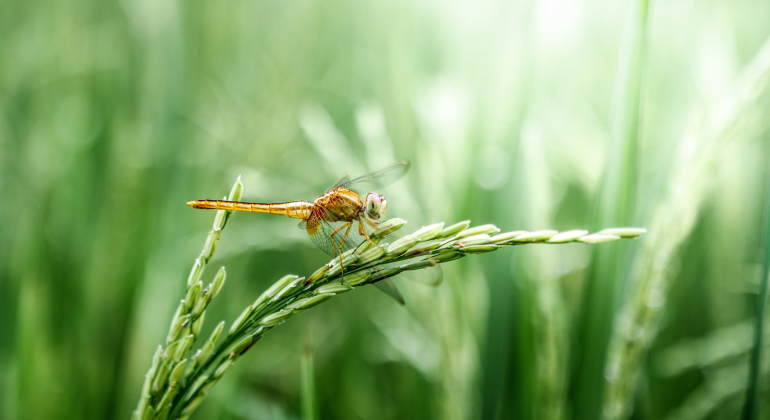 PERAN CAPUNG DALAM MENDUKUNG BUDIDAYA PADI YANG RAMAH LINGKUNGAN