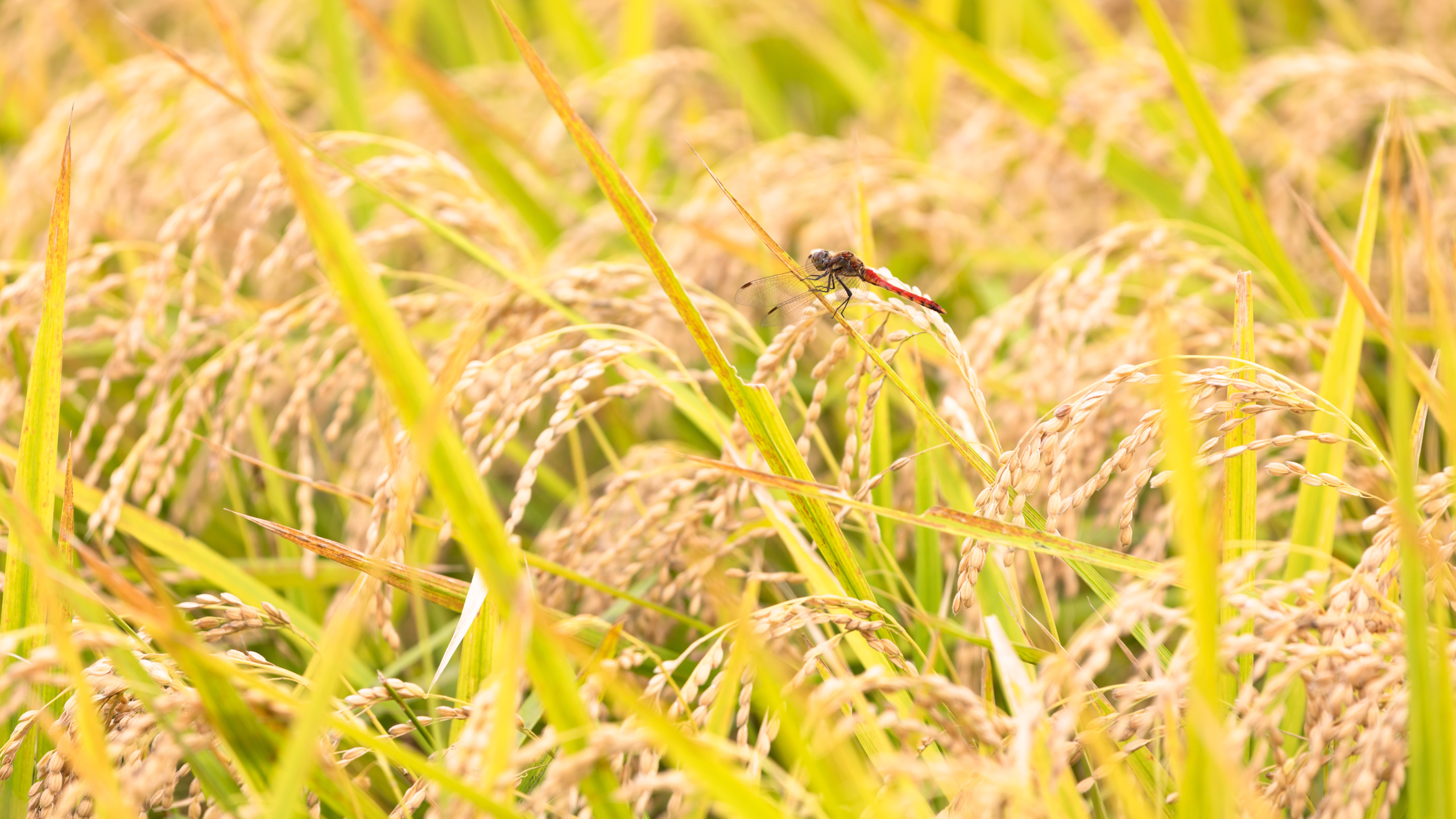 PERAN CAPUNG DALAM MENDUKUNG BUDIDAYA PADI YANG RAMAH LINGKUNGAN