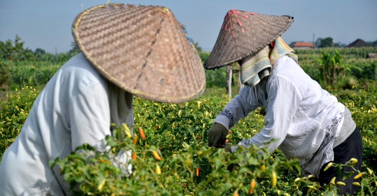 TAHAPAN AWAL PENGELOLAAN BENIH CABAI UNTUK HASIL LEBIH OPTIMAL